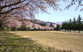 桜の中央公園
