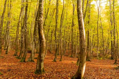 Bijinbayashi autumun