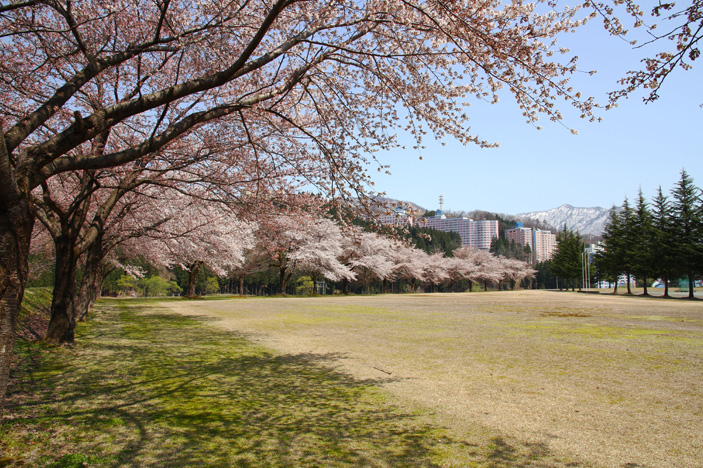桜の名所